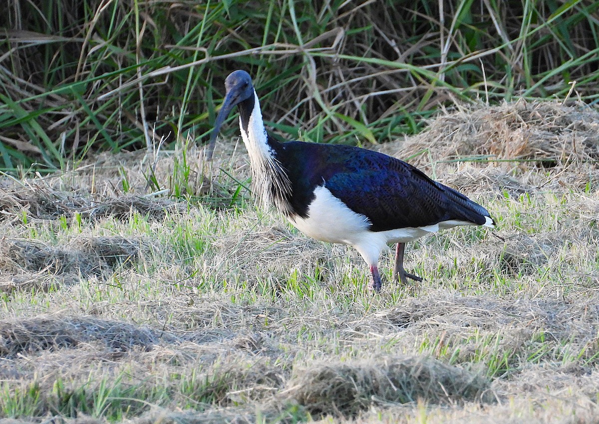 Straw-necked Ibis - ML635931807