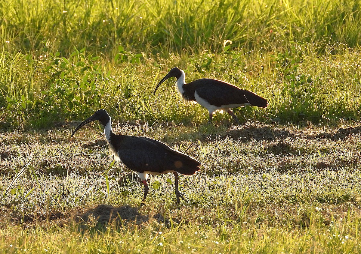 Straw-necked Ibis - ML635931809