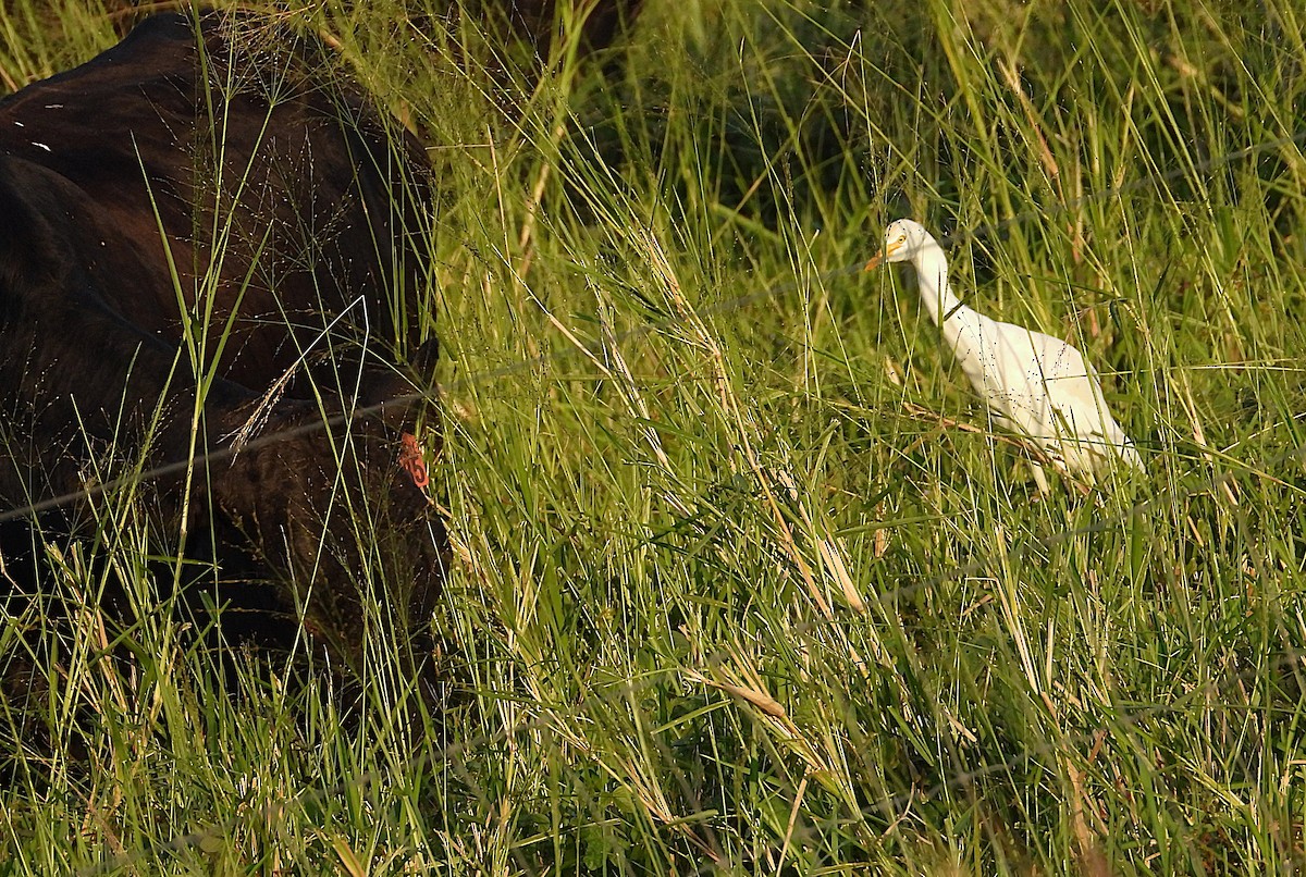 Eastern Cattle-Egret - ML635931810