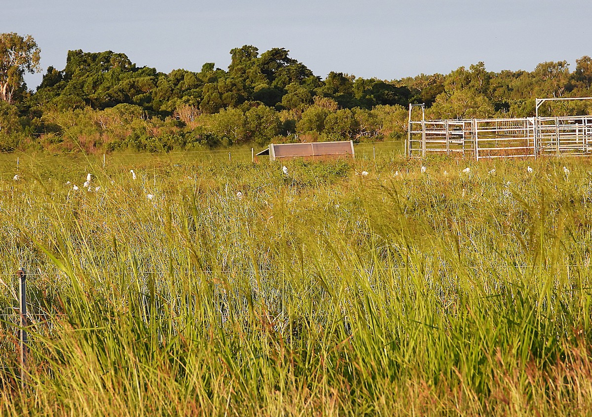 Eastern Cattle-Egret - ML635931814