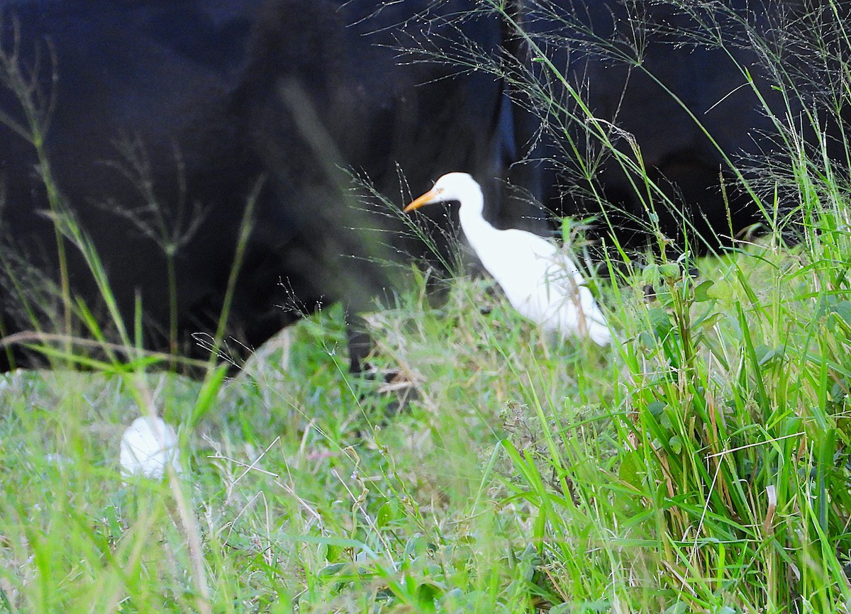 Eastern Cattle-Egret - ML635931815
