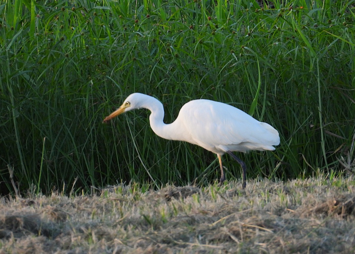 Plumed Egret - ML635931816