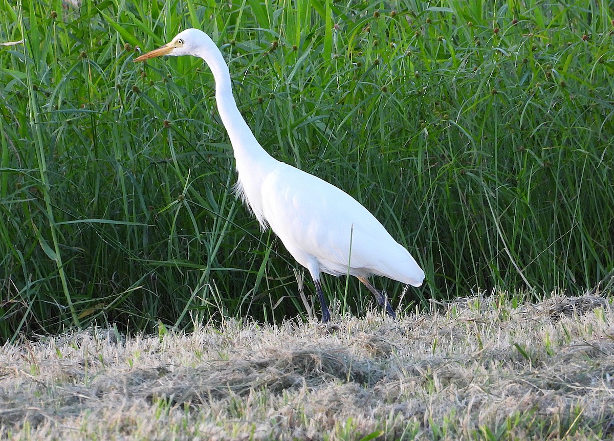 Plumed Egret - ML635931817