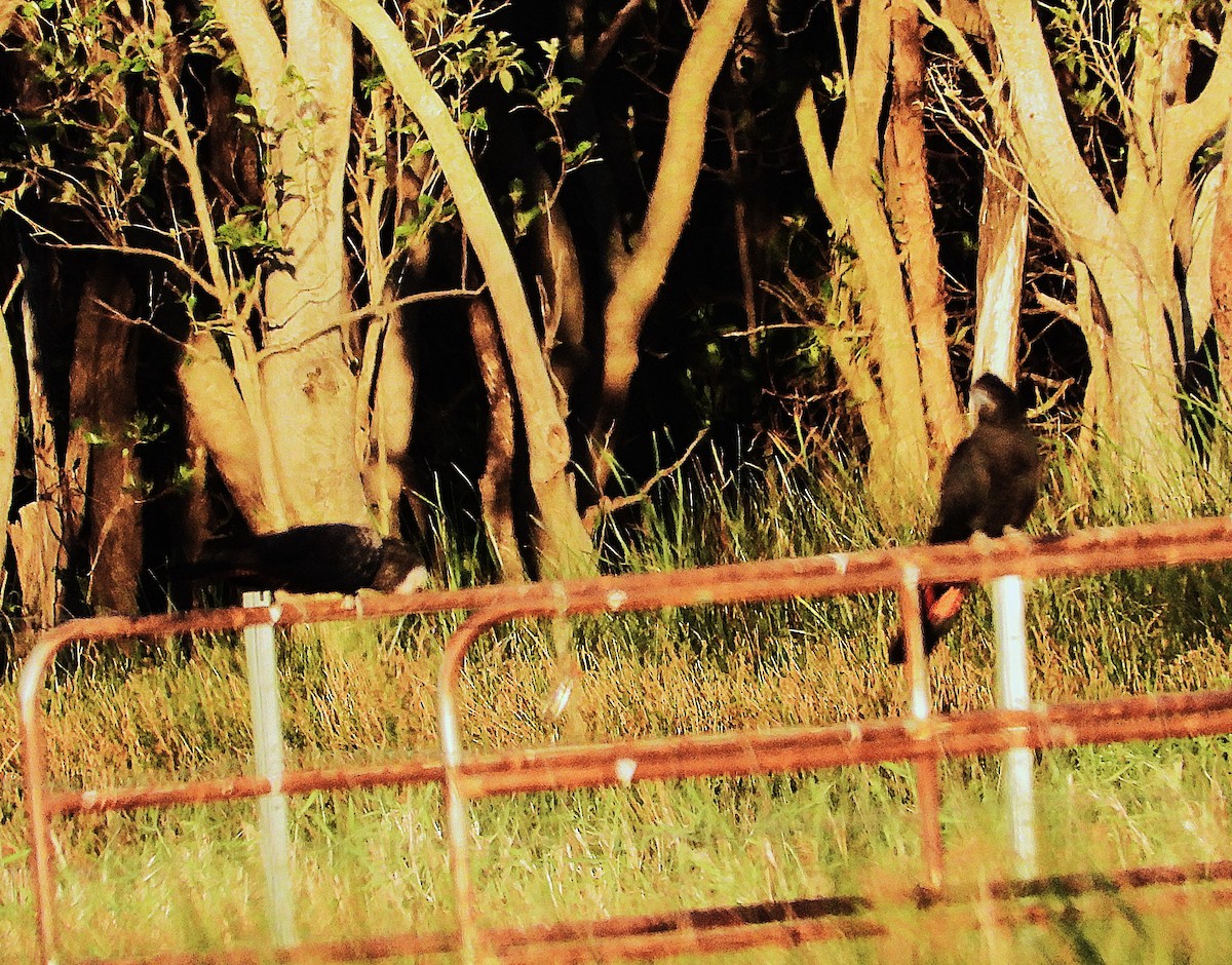 Red-tailed Black-Cockatoo - ML635931829