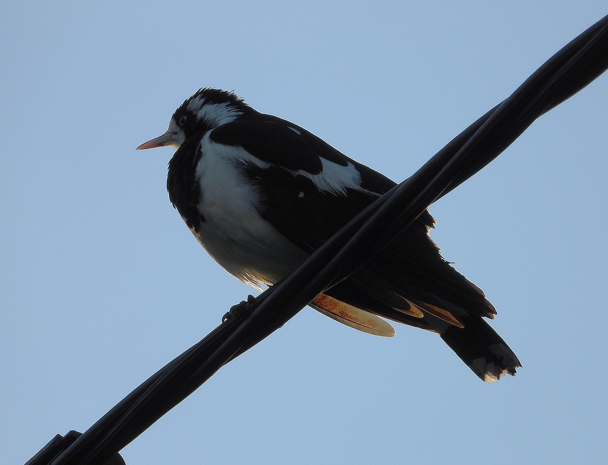 Magpie-lark - ML635931861