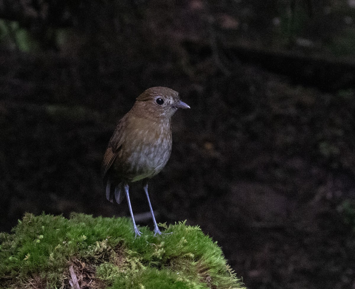 Brown-banded Antpitta - ML635931977