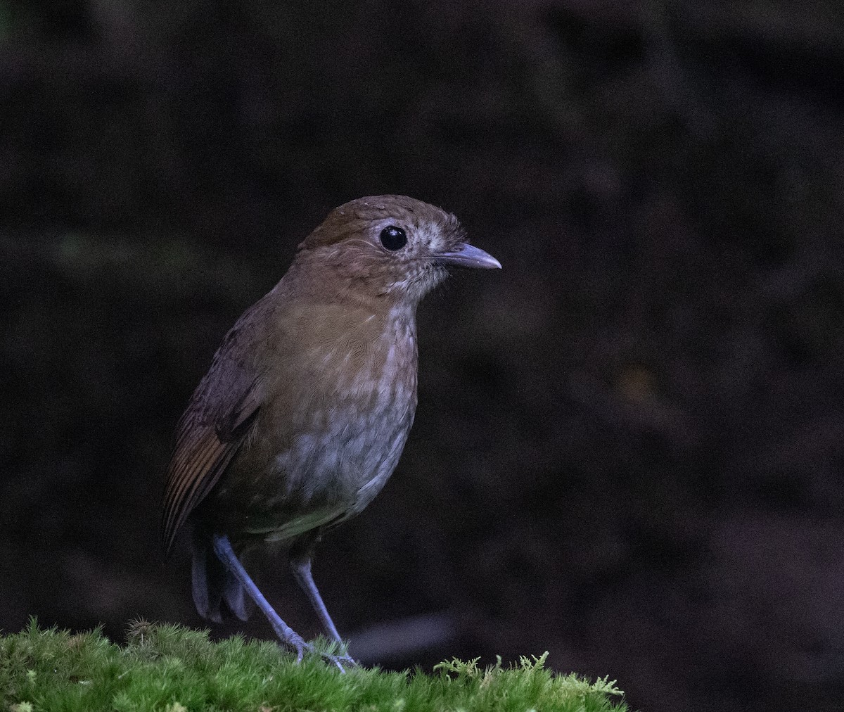 Brown-banded Antpitta - ML635931978
