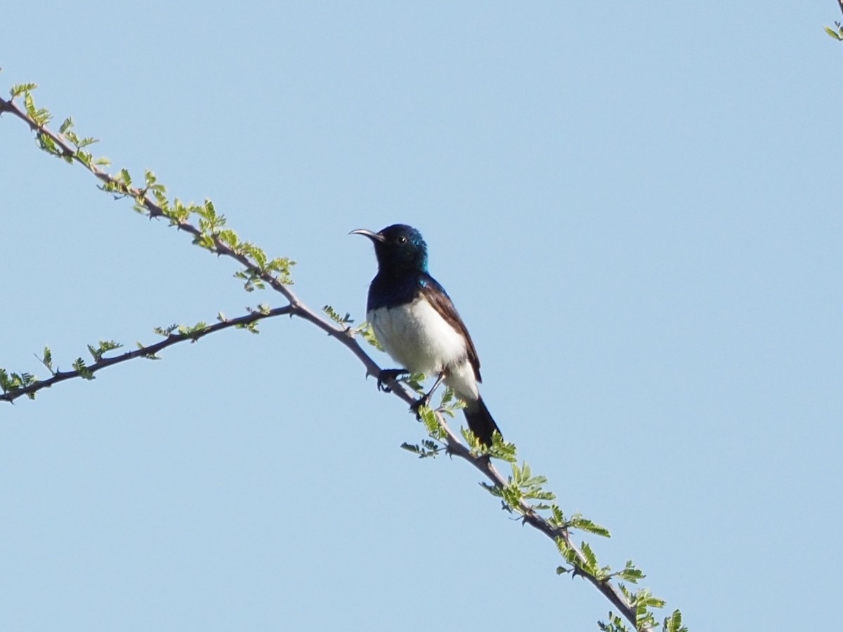 Variable Sunbird (White-bellied) - ML635931991