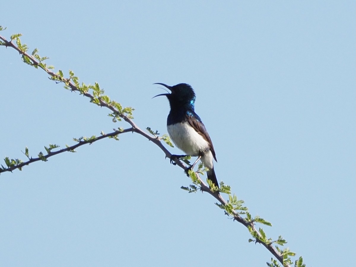 Variable Sunbird (White-bellied) - ML635931992
