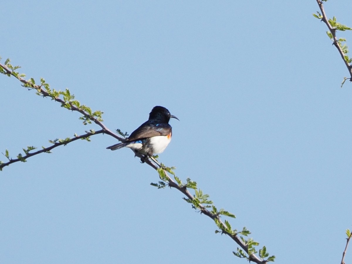 Variable Sunbird (White-bellied) - ML635931993