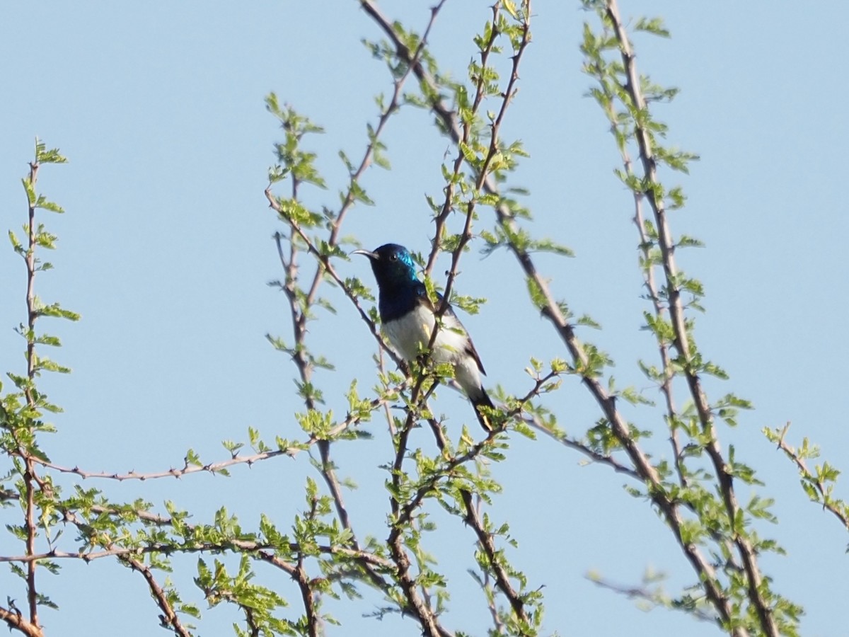 Variable Sunbird (White-bellied) - ML635931994