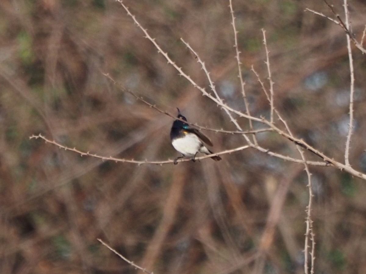 Variable Sunbird (White-bellied) - ML635931995