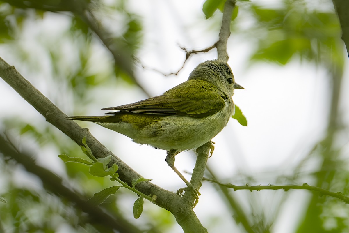 Tennessee Warbler - ML635932019
