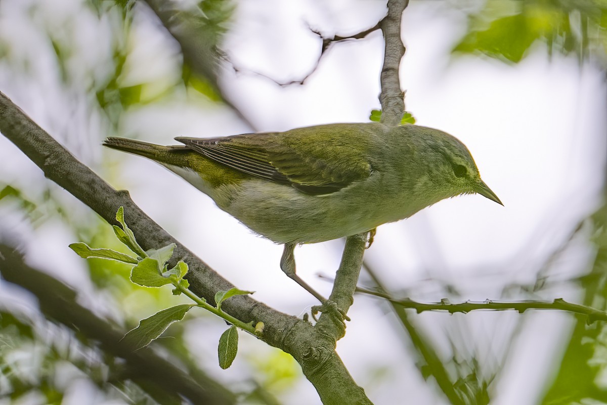 Tennessee Warbler - ML635932020