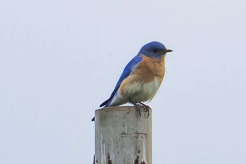 Eastern Bluebird - ML635932022