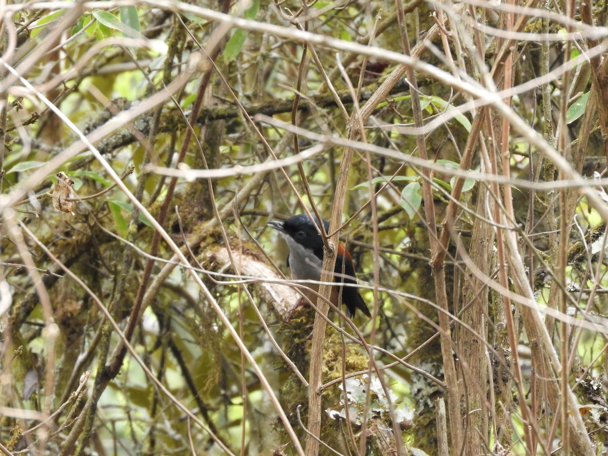 Black-headed Shrike-Babbler - ML635932110