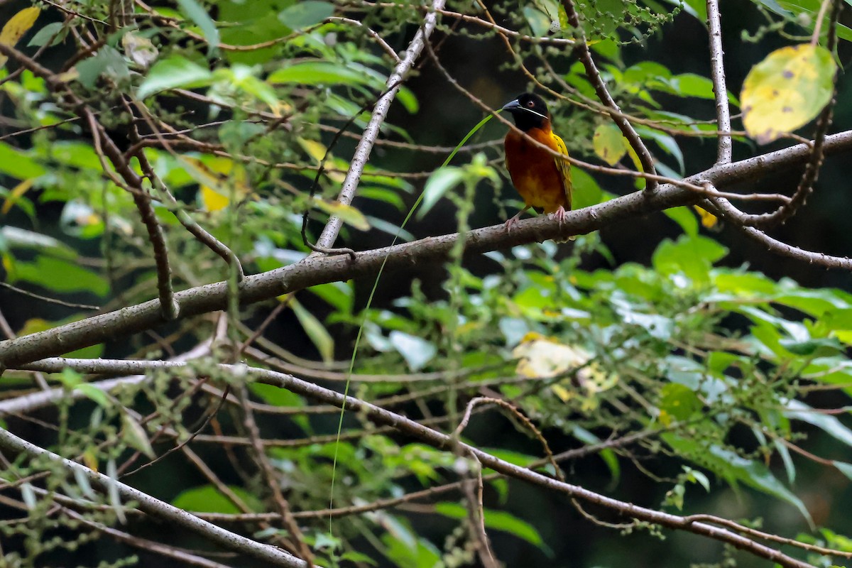 Golden-backed Weaver - ML635932125