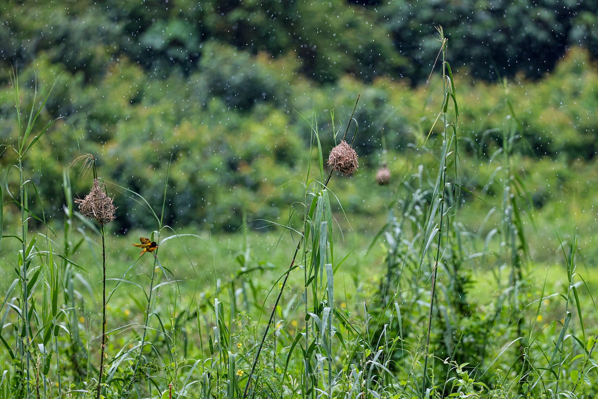 Golden-backed Weaver - ML635932135