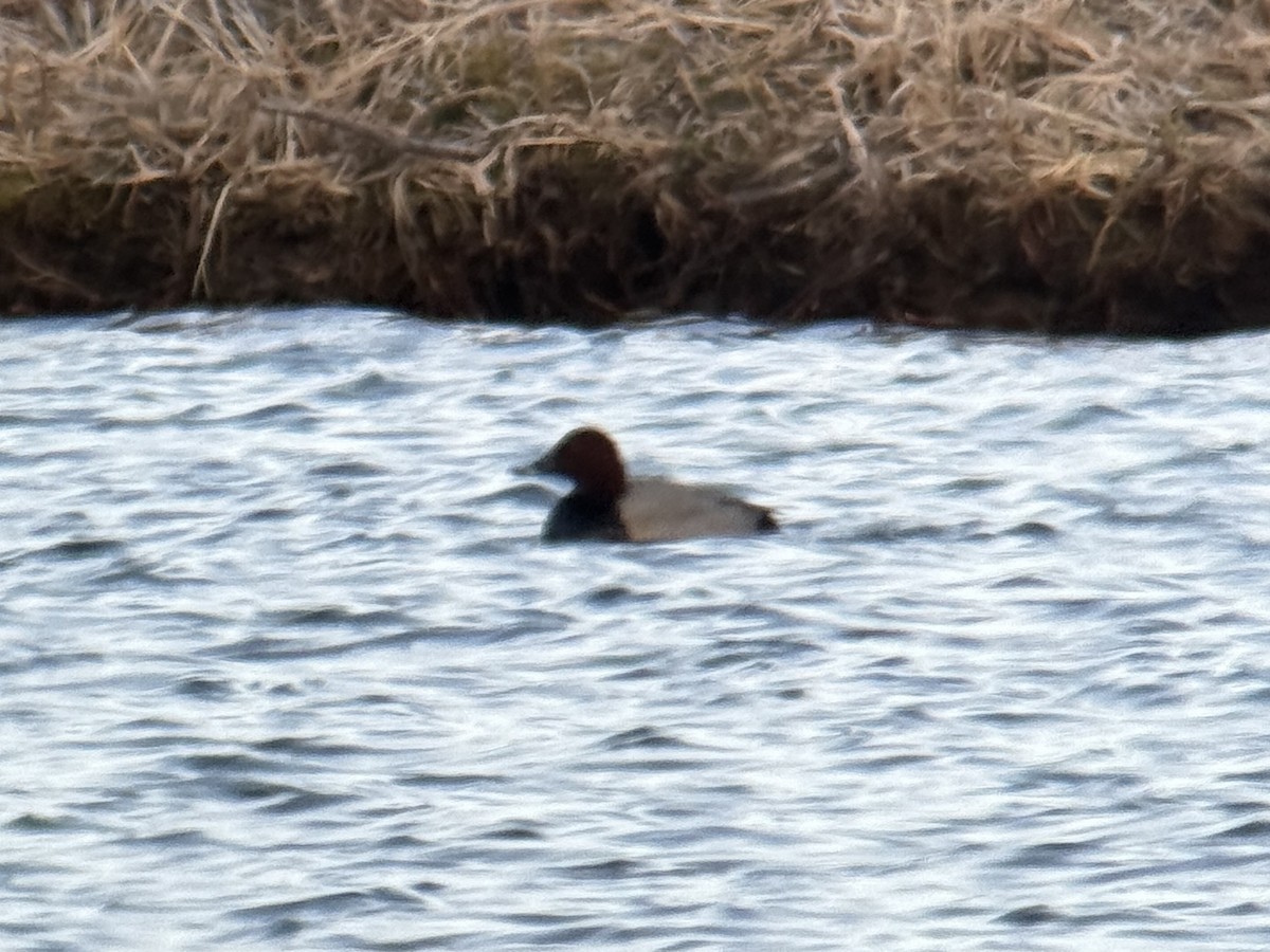 ホシハジロ - ML635932240