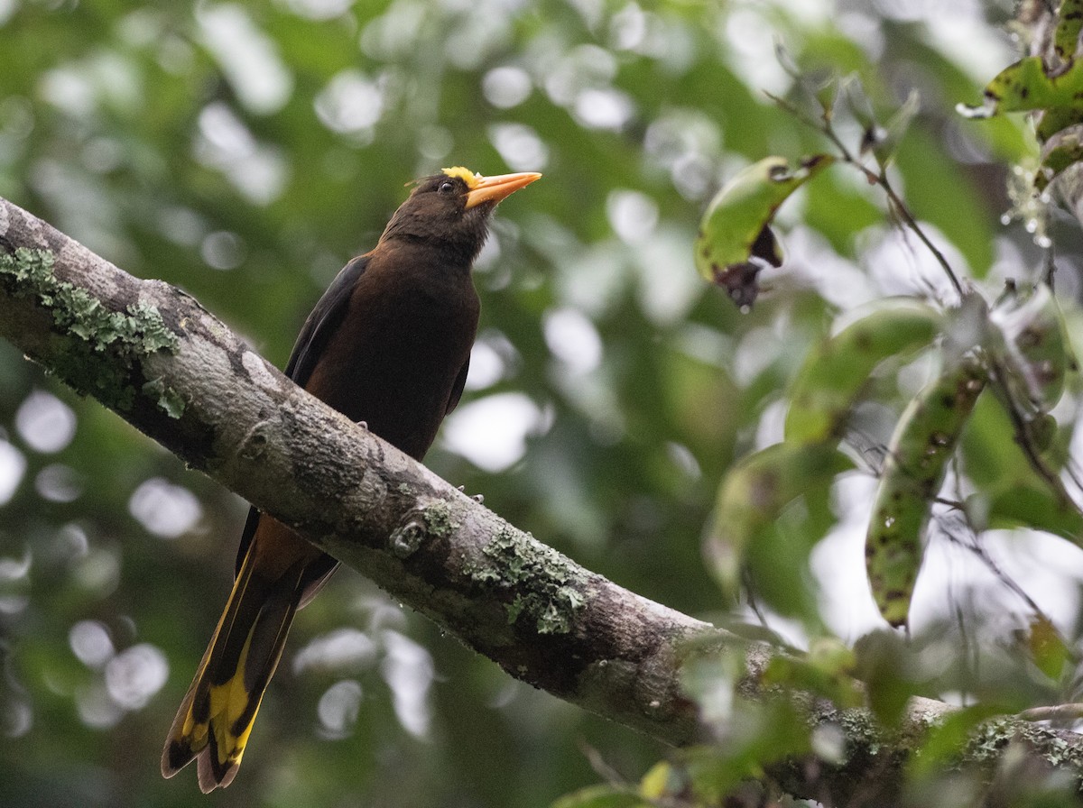 Russet-backed Oropendola - ML635932248