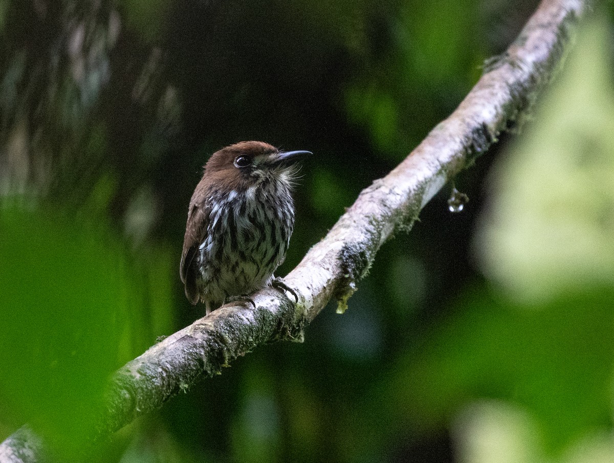 Lanceolated Monklet - ML635932250