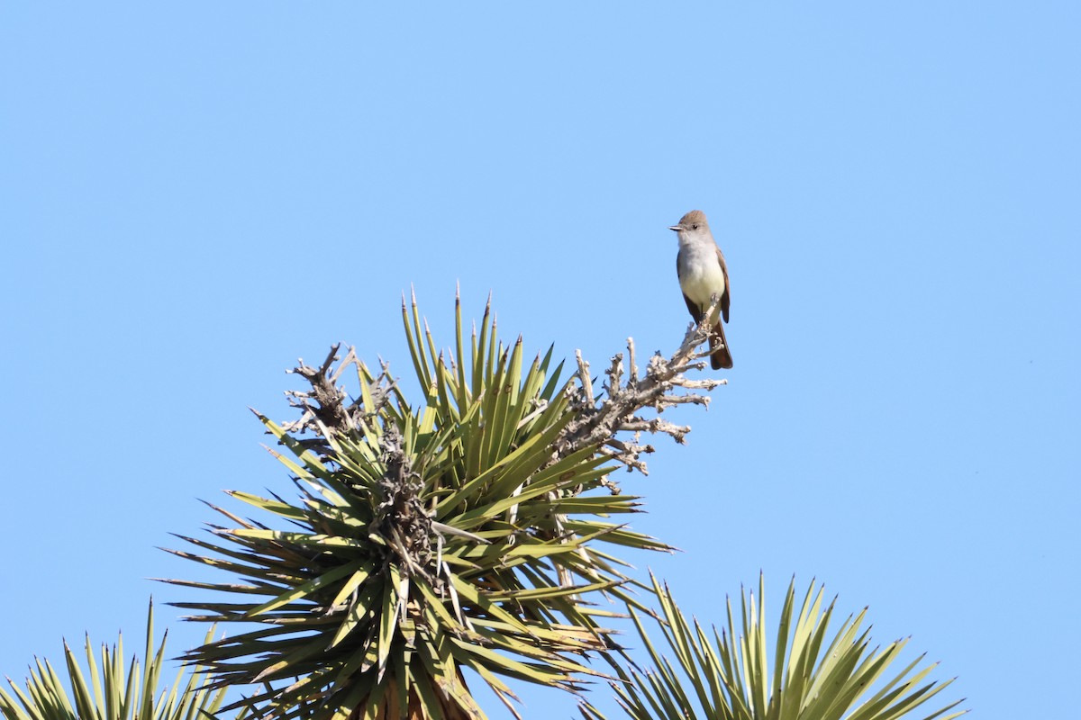 Ash-throated Flycatcher - ML635932252