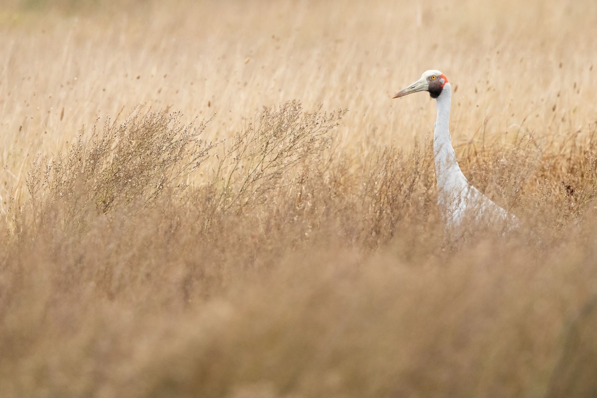 Brolga kurriloa - ML635932253