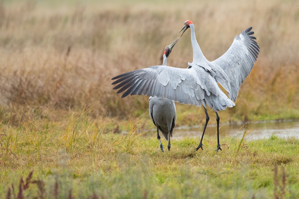 Brolga kurriloa - ML635932254