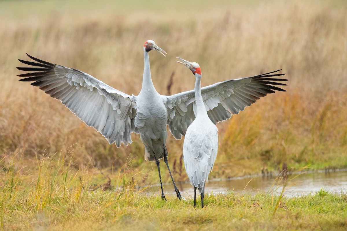 Brolga kurriloa - ML635932255