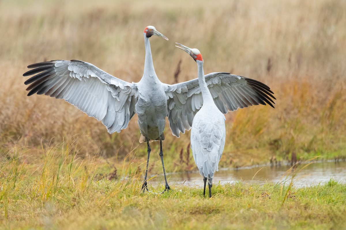Brolga kurriloa - ML635932256