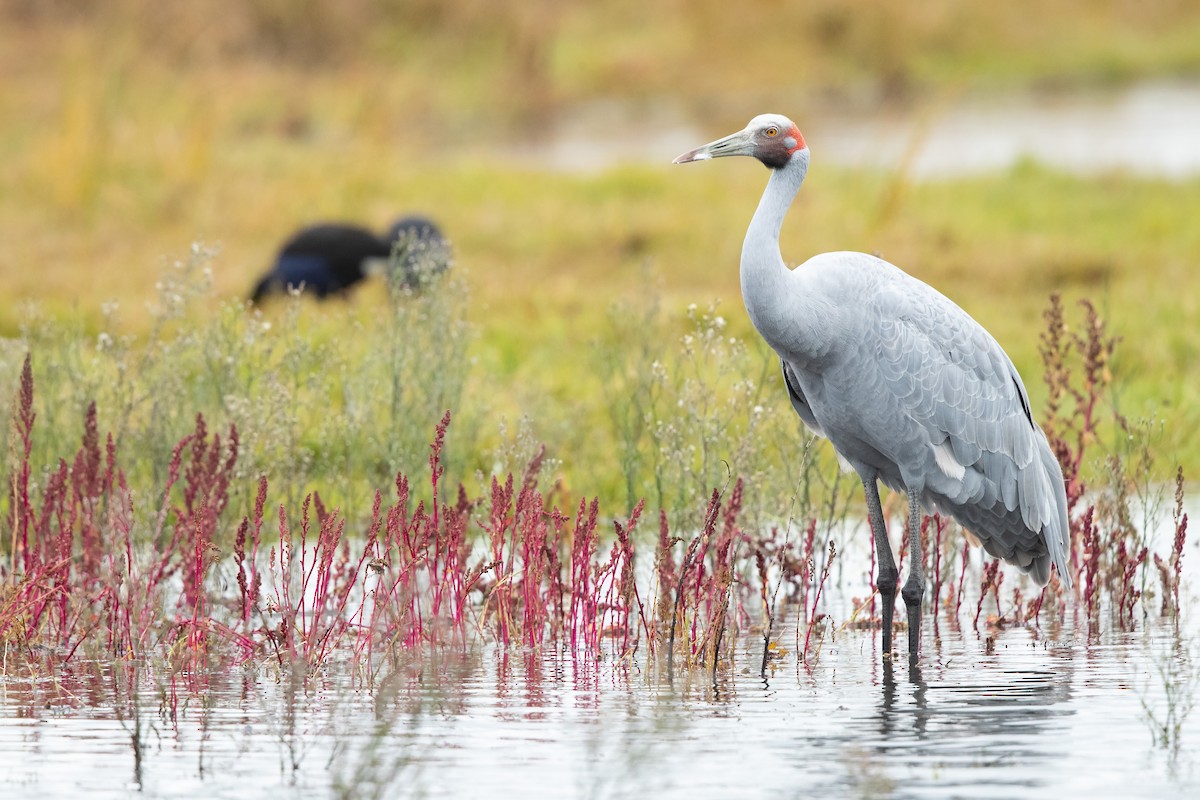 Brolga kurriloa - ML635932257