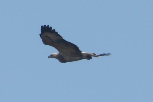 White-bellied Sea-Eagle - ML635932258