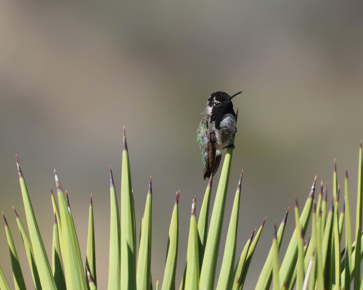 Costa's Hummingbird - ML635932259