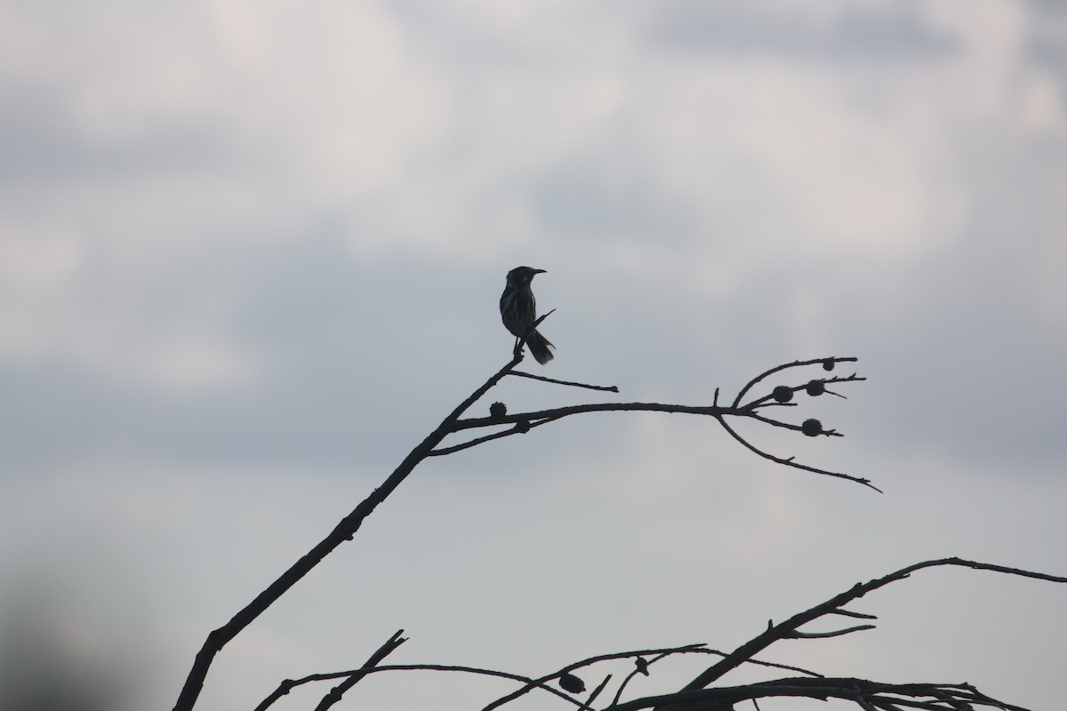 New Holland Honeyeater - ML635932262