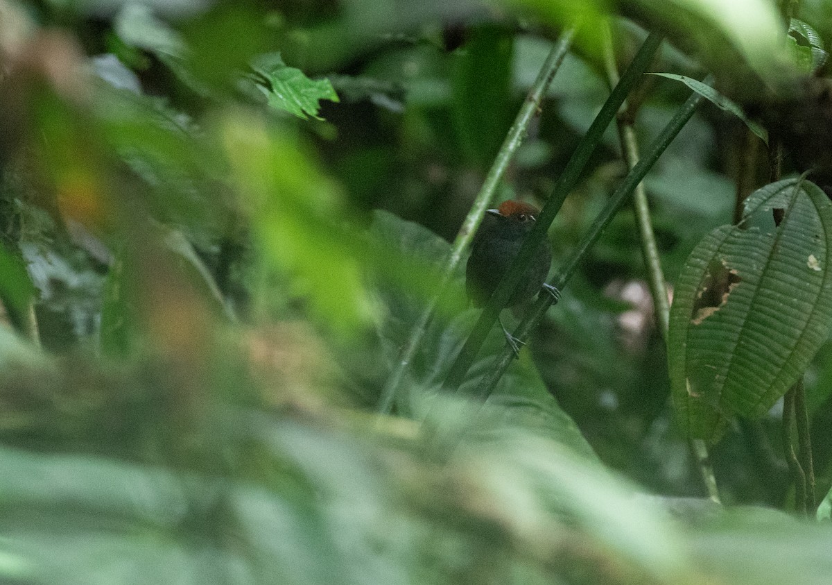 Chestnut-crowned Gnateater - ML635932264