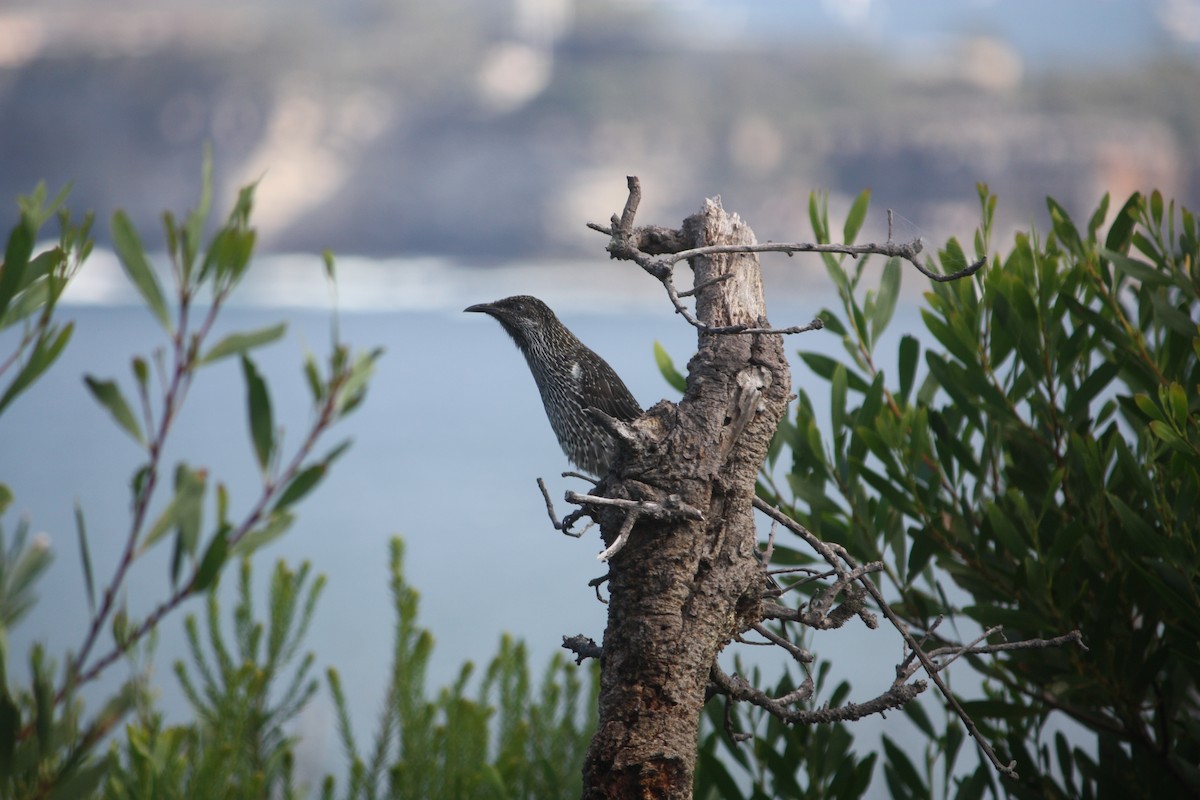 Little Wattlebird - ML635932265