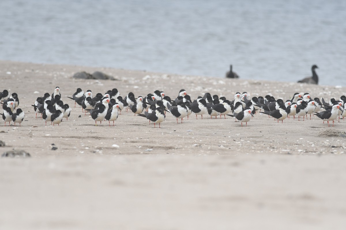 Black Skimmer - ML635932272