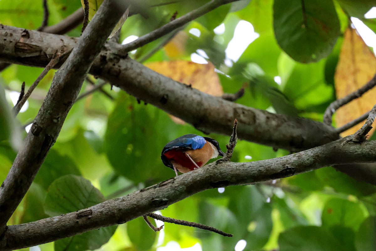 Blue-winged Pitta - ML635932279