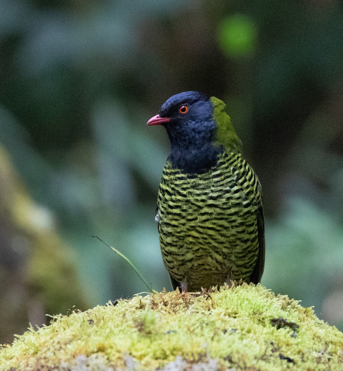 Barred Fruiteater - ML635932299