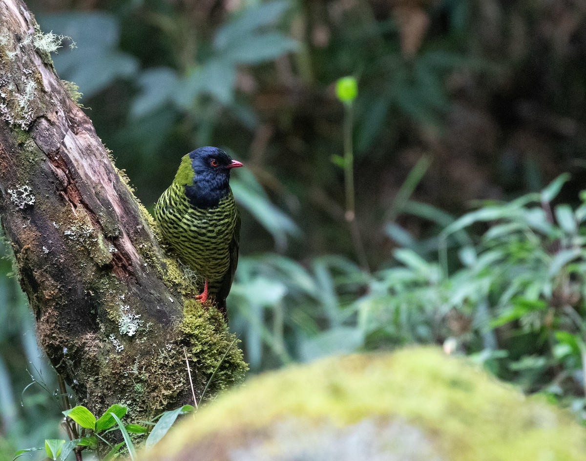 Barred Fruiteater - ML635932300