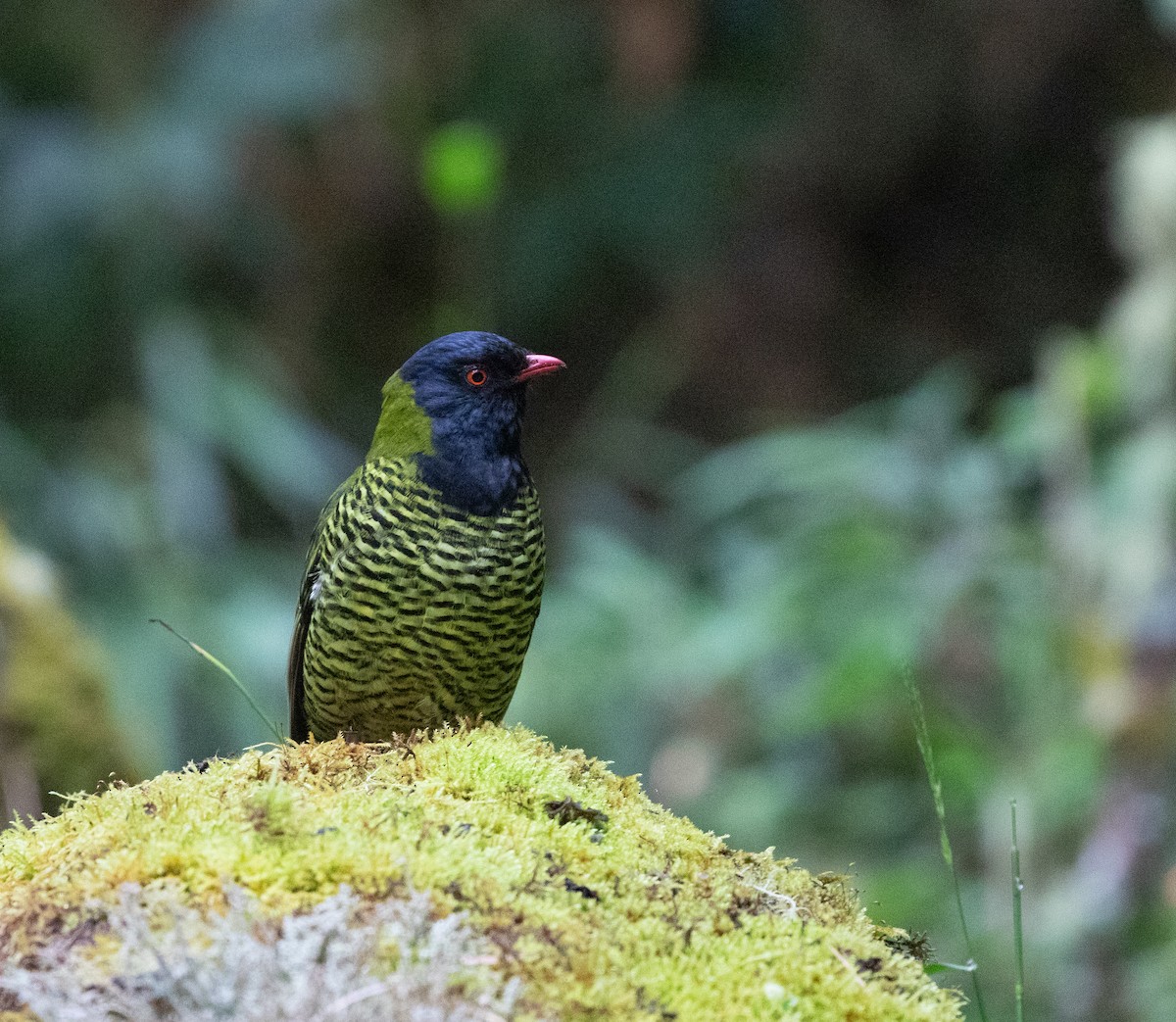 Barred Fruiteater - ML635932301
