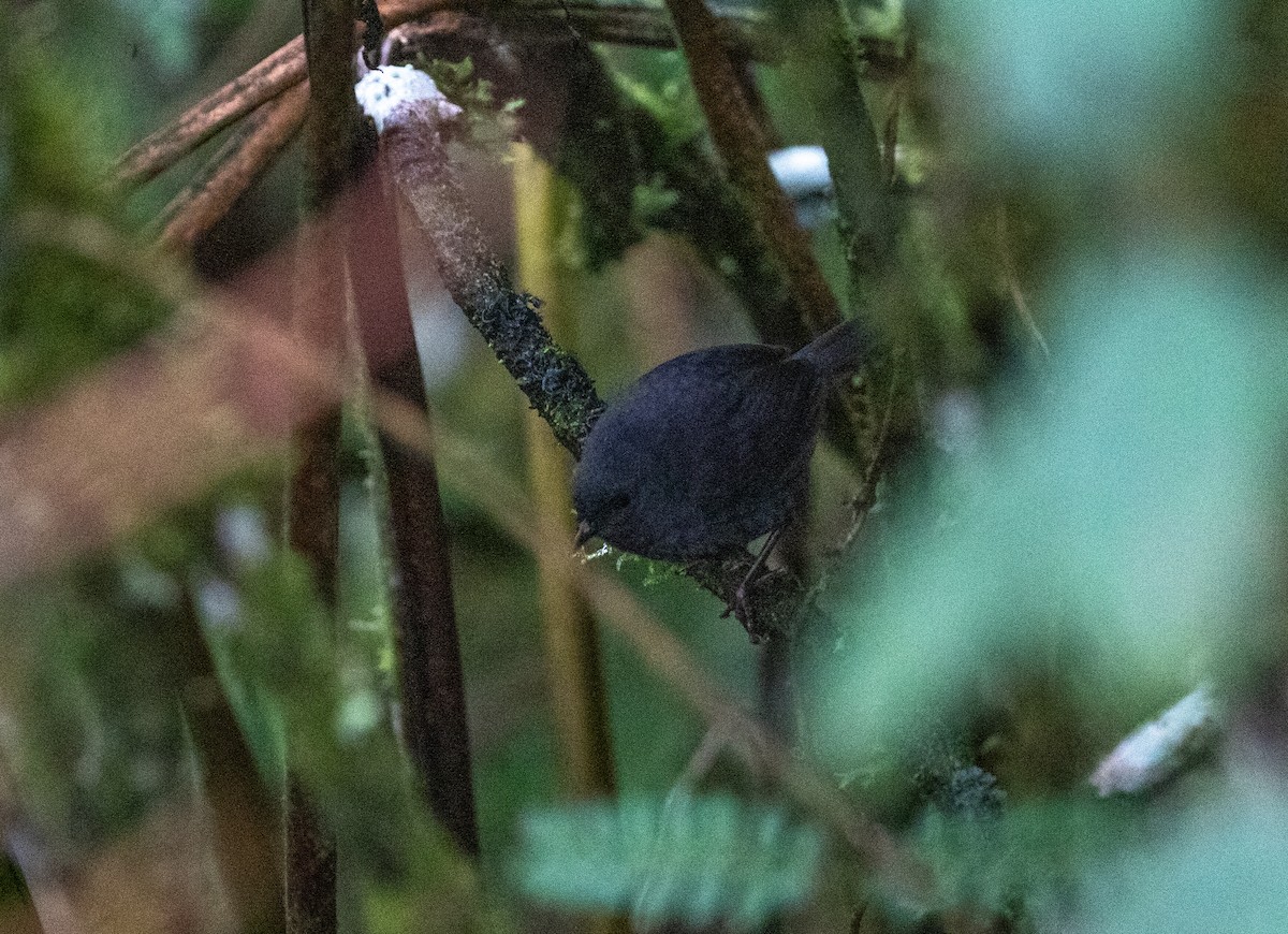 Paramillo Tapaculo - ML635932304