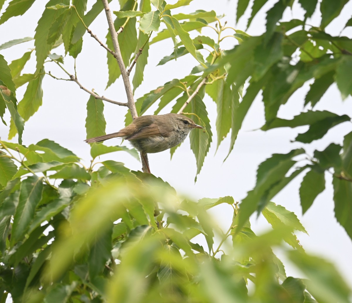 Japanese Bush Warbler - ML635932331