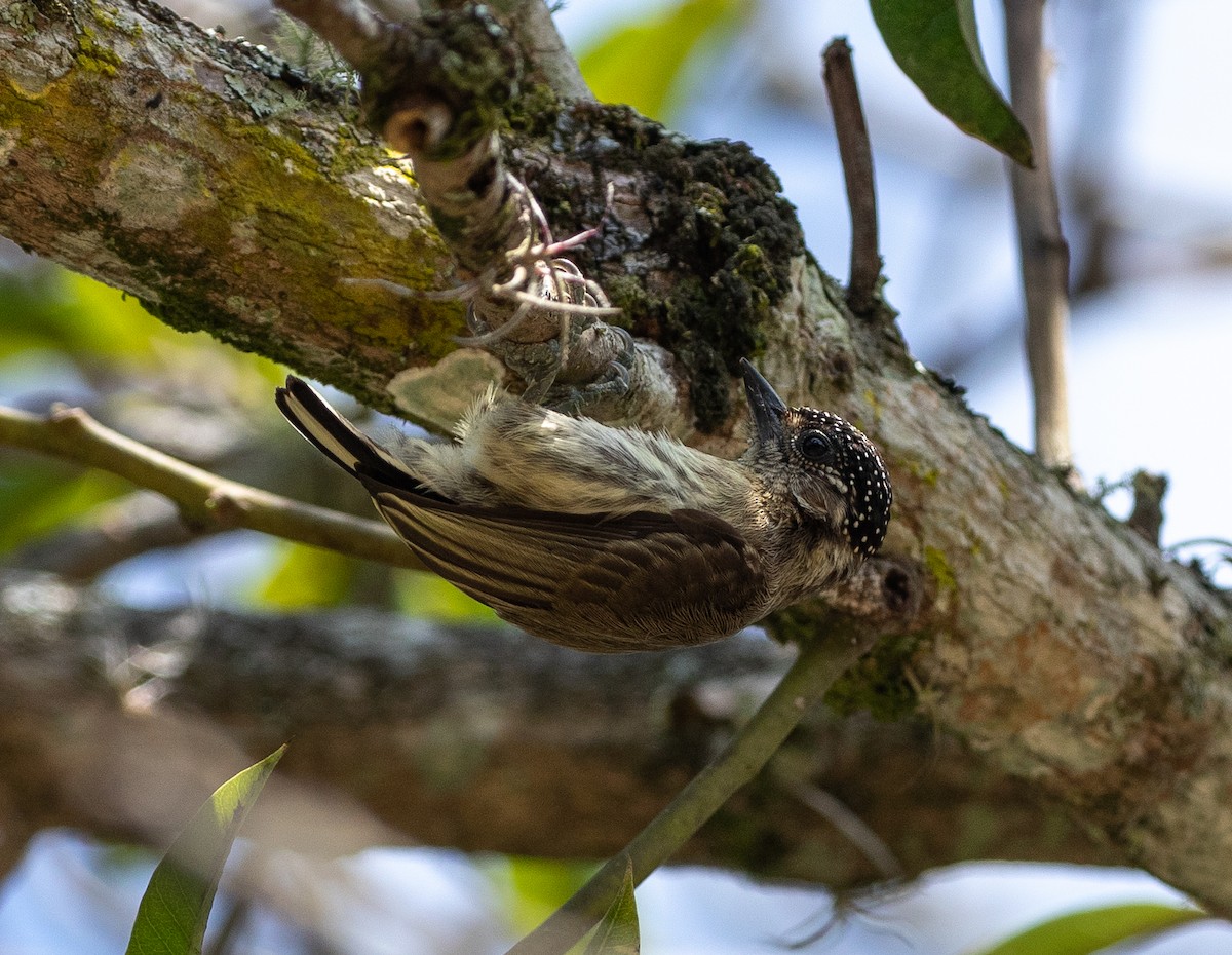 Grayish Piculet - ML635932338