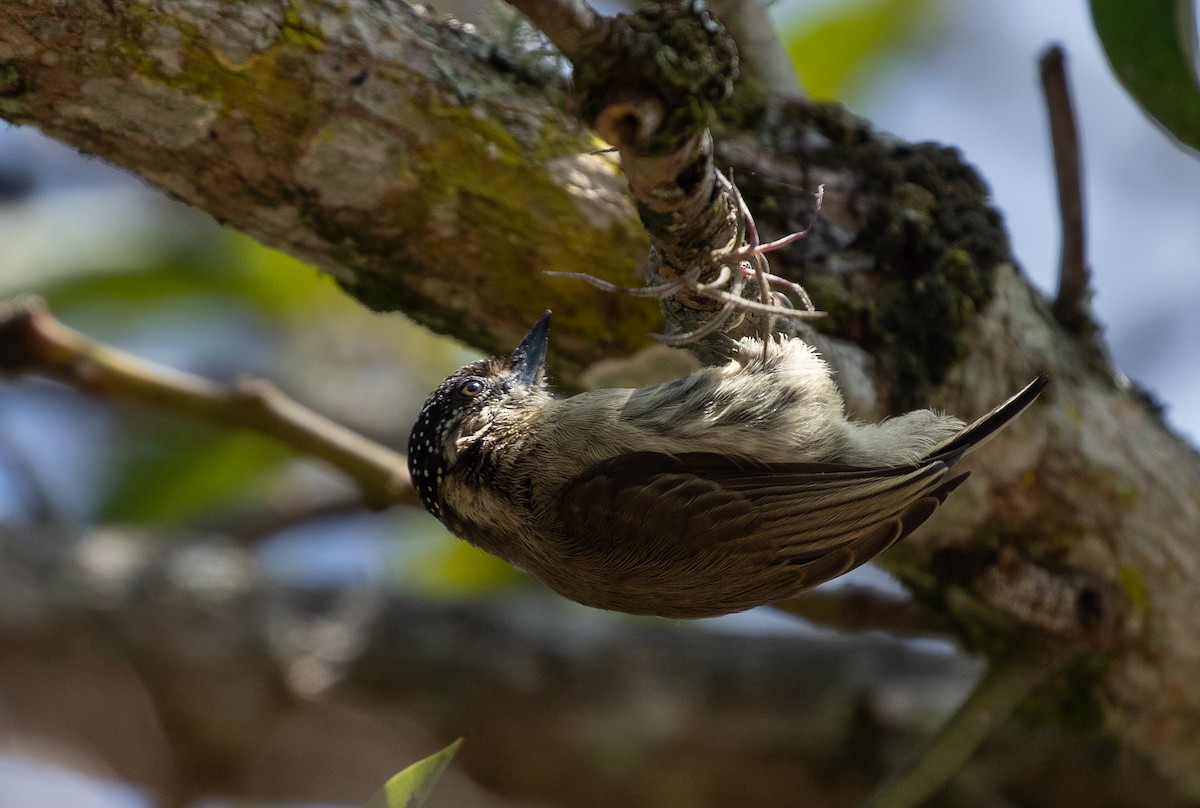 Grayish Piculet - ML635932339