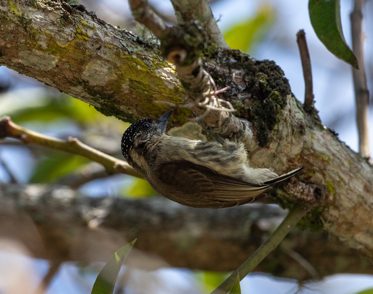 Grayish Piculet - ML635932342