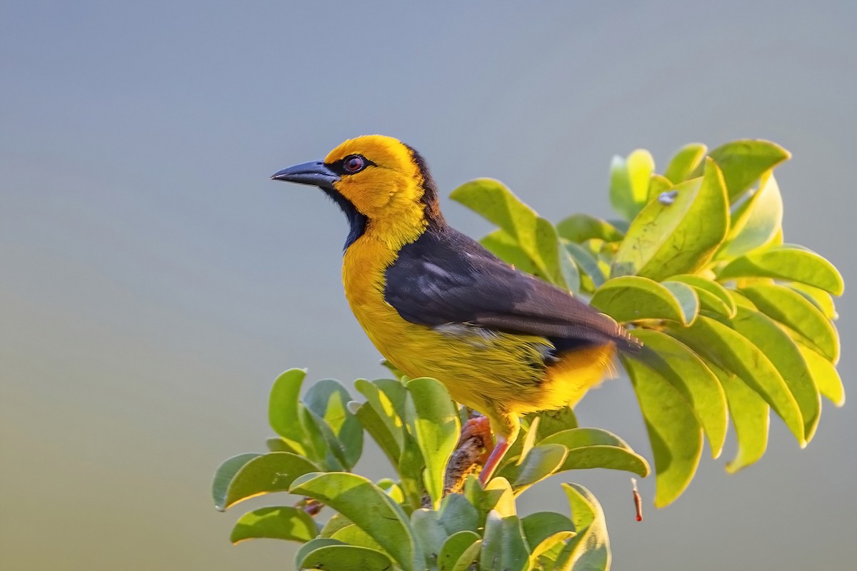 Black-necked Weaver - ML635932383