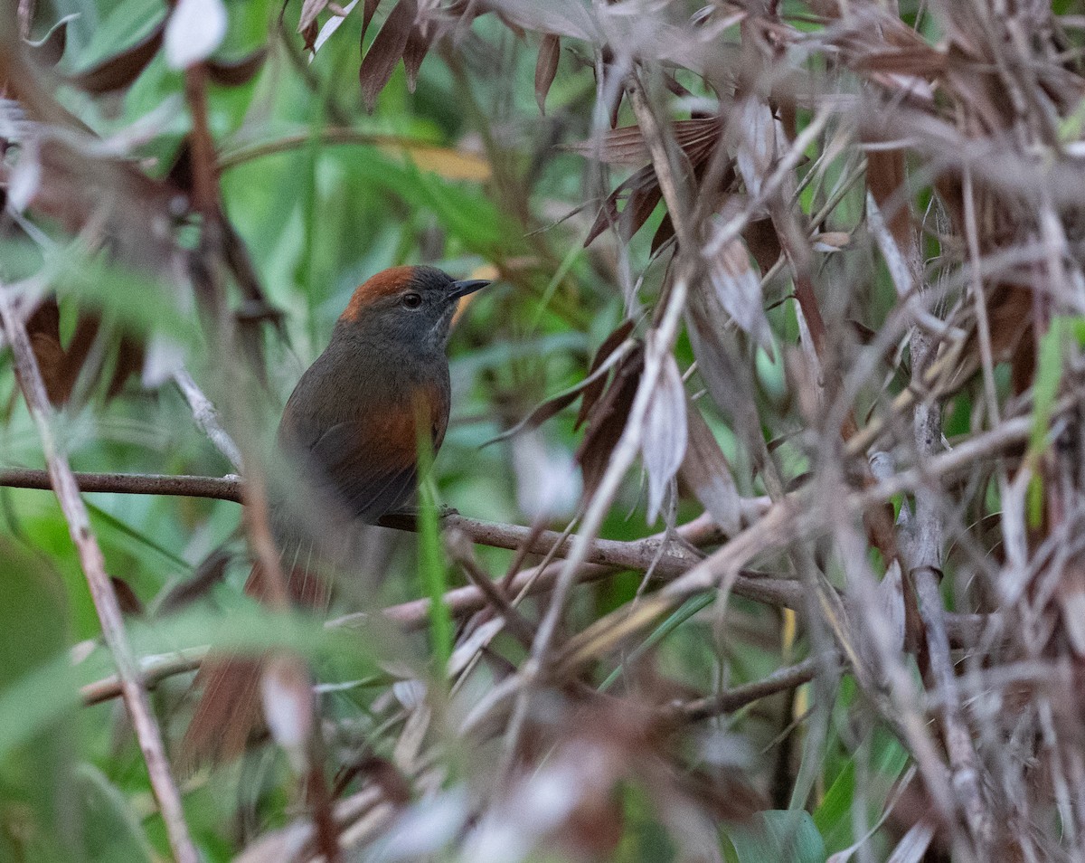 Azara's Spinetail - ML635932479