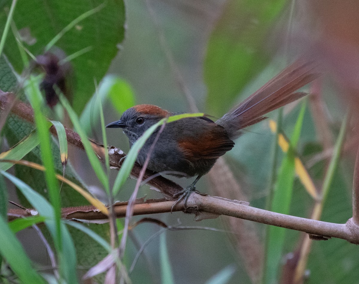Azara's Spinetail - ML635932480