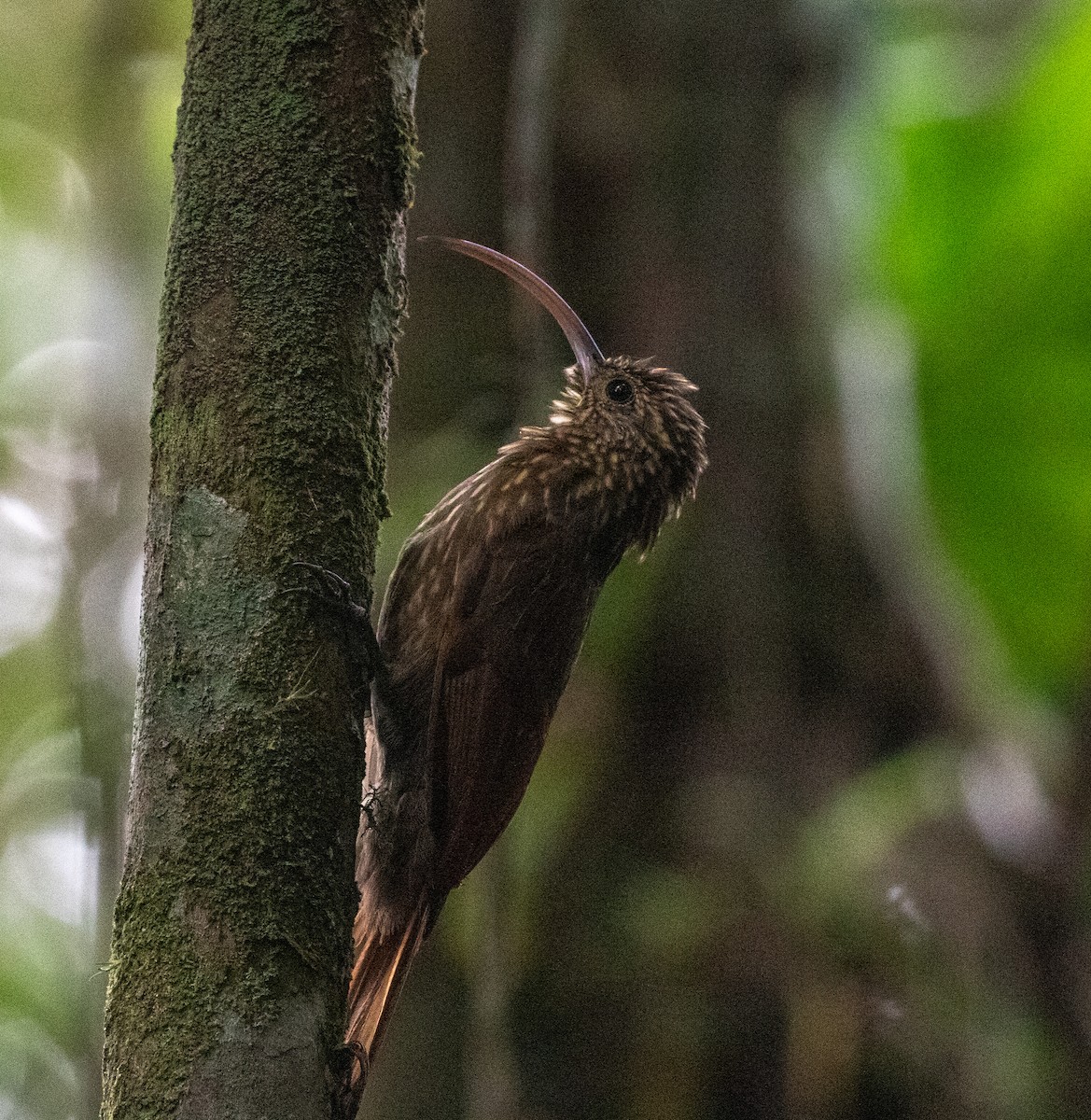 Brown-billed Scythebill - ML635932524